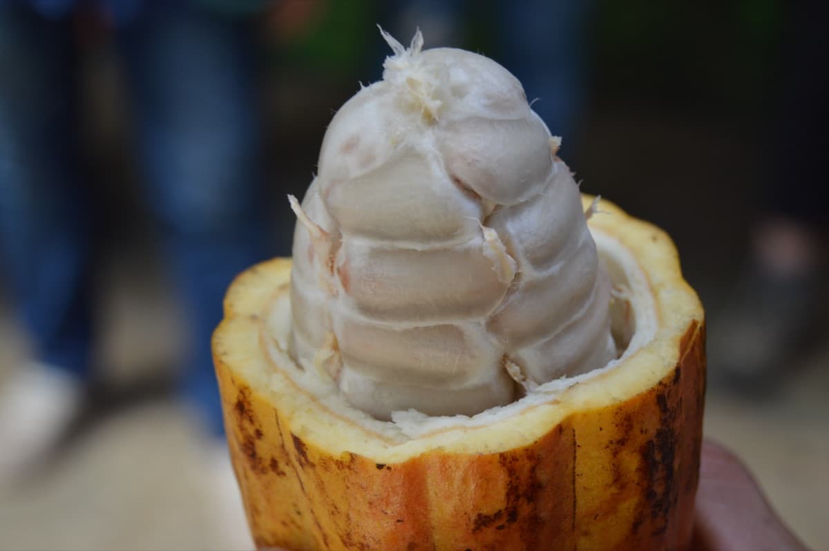 Fresh cacao pod showing white pulp